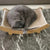 Wooden Cat Scratching Pad & Bed - Detachable, Wear-Resistant Scratch Board