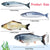 Plush Catnip Fish Toy - Non-Electric Interactive Tease Toy for Cats