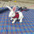 Small Animal Walking Harness and Leash Set for Rabbits, Puppies, and Small Pets