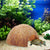 Coconut Hideout House for Reptiles & Hermit Crabs
