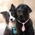 Adjustable Pet Bow Tie Set (25/50/100 pcs)