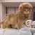 Cute Lion Mane Cat Wig Costume - Pet Costume for Cats and Small Dogs | Fancy Cosplay Accessory