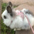 Newest Cute Rabbit Harness & Leash Set - Outdoor Walking Pet Supplies