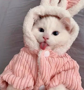 Warm Winter Clothes for Kittens
