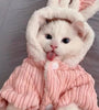 Warm Winter Clothes for Kittens
